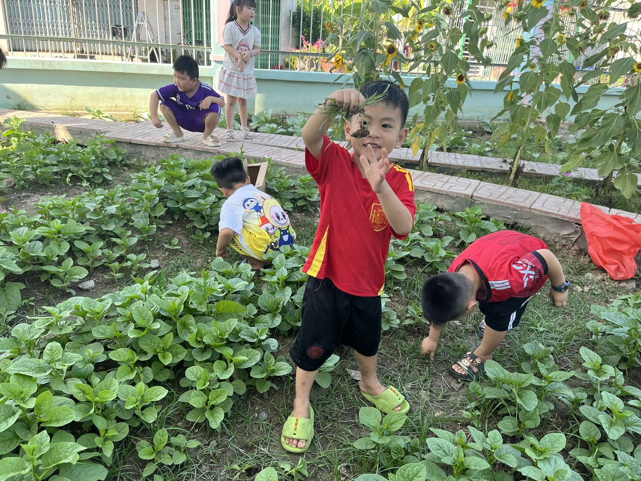 Các bé cùng nhau nhổ cỏ